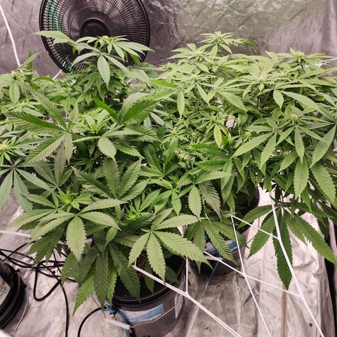 Grape Stomper Fems  growlog timeline photo