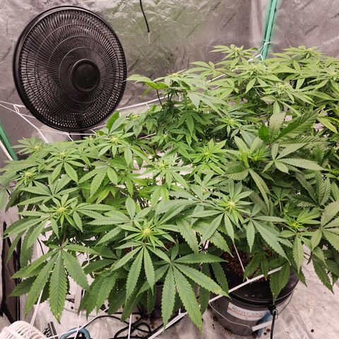 Grape Stomper Fems  growlog timeline photo