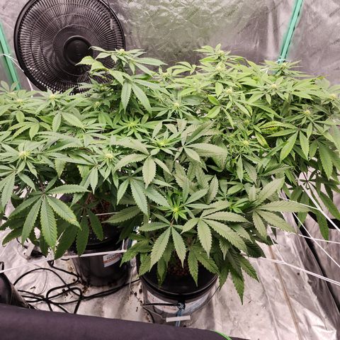 Grape Stomper Fems  growlog timeline photo