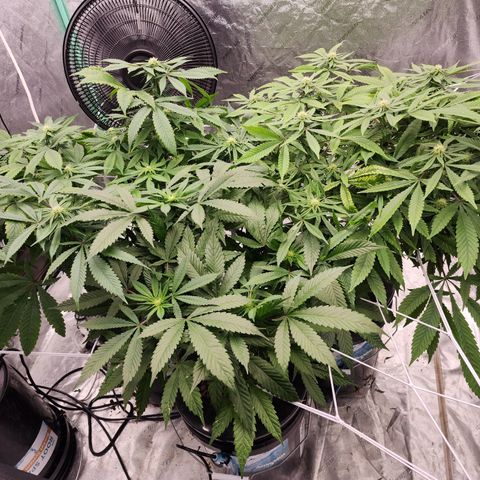 Grape Stomper Fems  growlog timeline photo