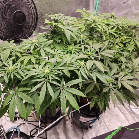 Grape Stomper Fems  growlog timeline photo