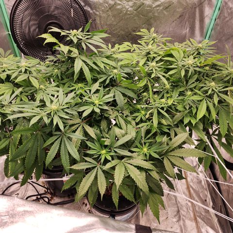 Grape Stomper Fems  growlog timeline photo