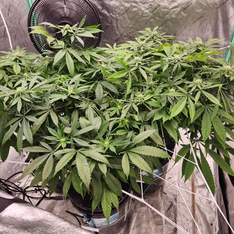 Grape Stomper Fems  growlog timeline photo