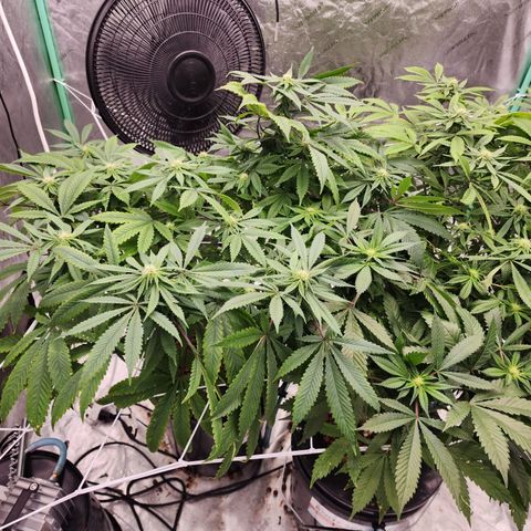 Grape Stomper Fems  growlog timeline photo