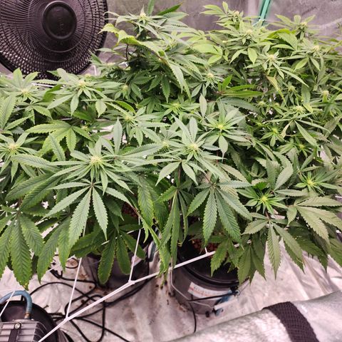 Grape Stomper Fems  growlog timeline photo