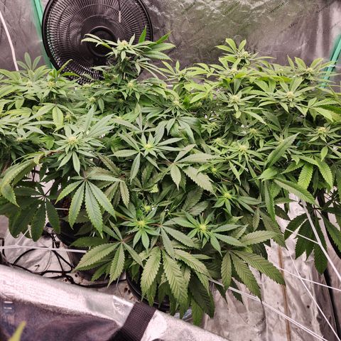Grape Stomper Fems  growlog timeline photo