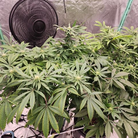 Grape Stomper Fems  growlog timeline photo