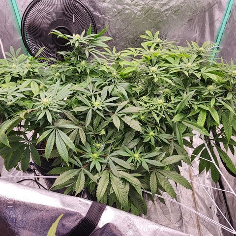 Grape Stomper Fems  growlog timeline photo