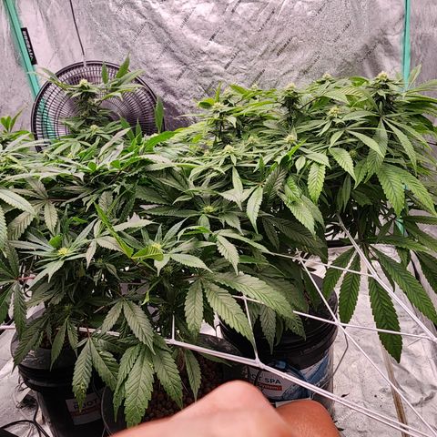 Grape Stomper Fems  growlog timeline photo