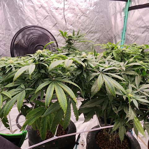 Grape Stomper Fems  growlog timeline photo