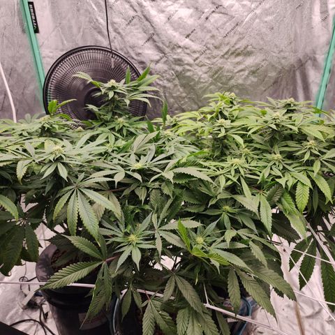 Grape Stomper Fems  growlog timeline photo