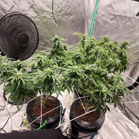 Grape Stomper Fems  growlog timeline photo