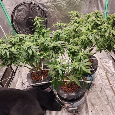 Grape Stomper Fems  growlog timeline photo