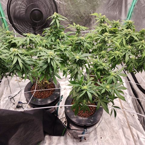 Grape Stomper Fems  growlog timeline photo