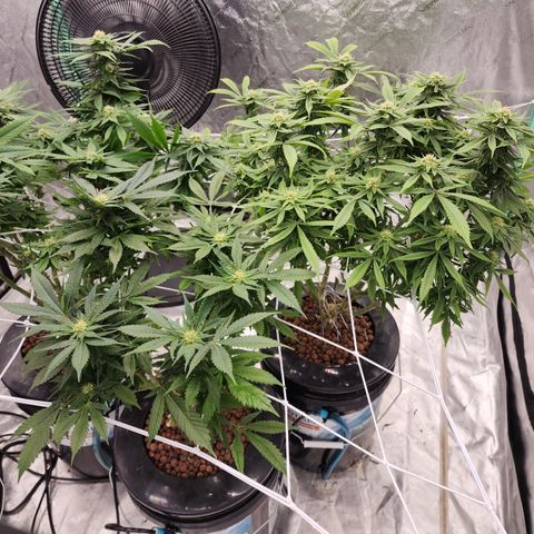 Grape Stomper Fems  growlog timeline photo