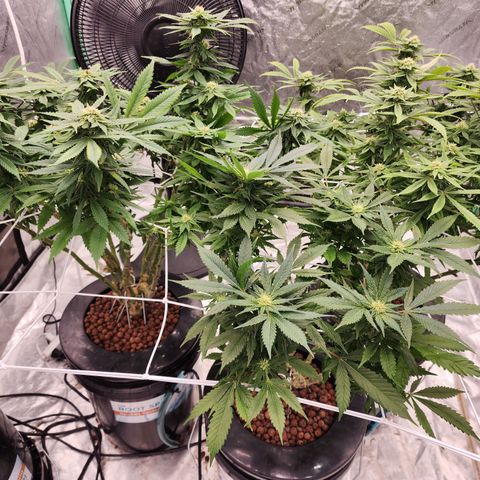 Grape Stomper Fems  growlog timeline photo