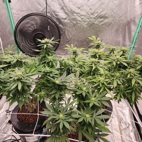 Grape Stomper Fems  growlog timeline photo