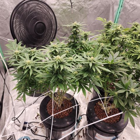Grape Stomper Fems  growlog timeline photo