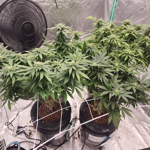 Grape Stomper Fems  growlog timeline photo