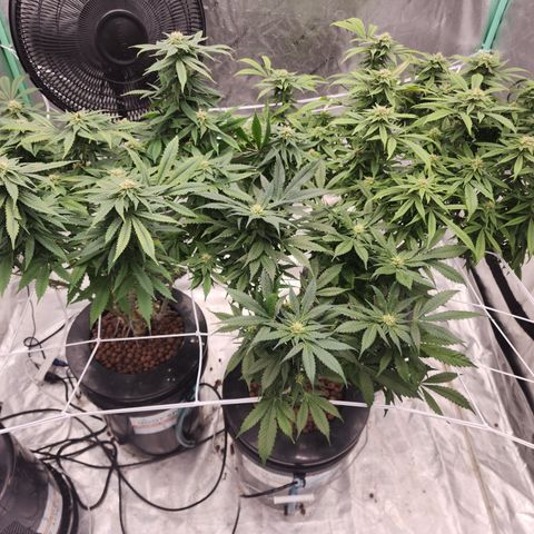 Grape Stomper Fems  growlog timeline photo