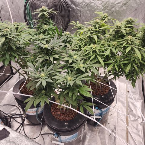 Grape Stomper Fems  growlog timeline photo