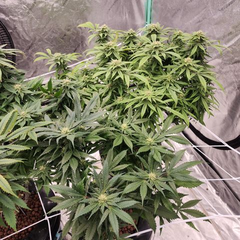 Grape Stomper Fems  growlog timeline photo