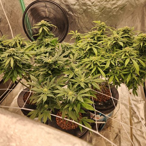 Grape Stomper Fems  growlog timeline photo