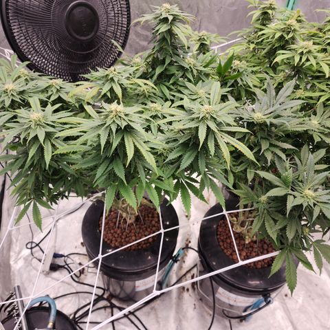 Grape Stomper Fems  growlog timeline photo