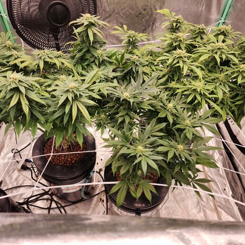 Grape Stomper Fems  growlog timeline photo