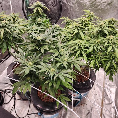 Grape Stomper Fems  growlog timeline photo