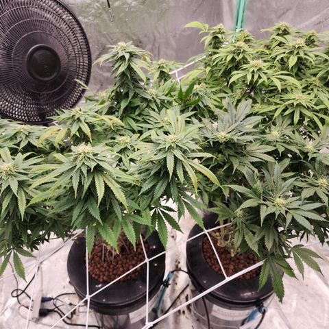 Grape Stomper Fems  growlog timeline photo