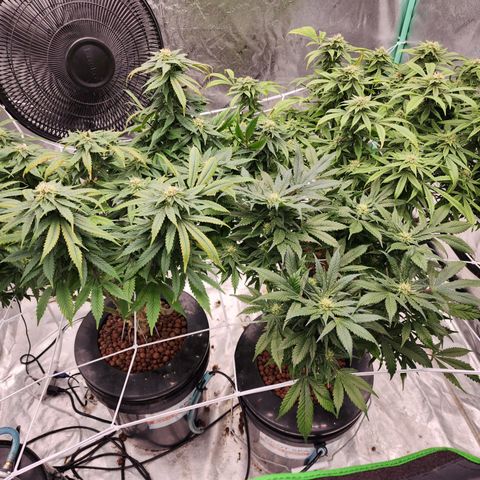 Grape Stomper Fems  growlog timeline photo