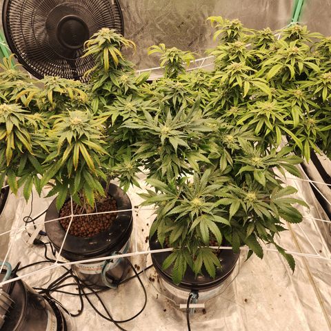 Grape Stomper Fems  growlog timeline photo