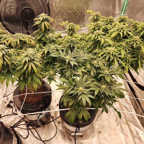 Grape Stomper Fems  growlog timeline photo