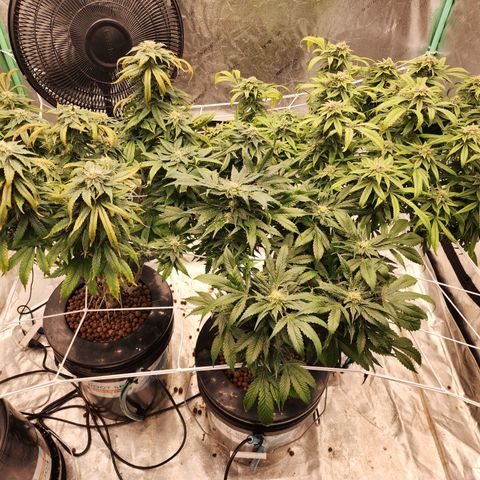 Grape Stomper Fems  growlog timeline photo