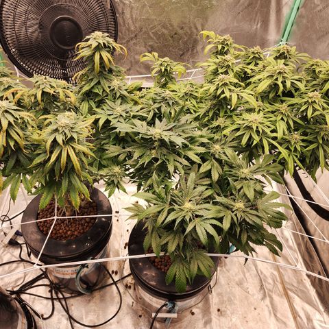 Grape Stomper Fems  growlog timeline photo