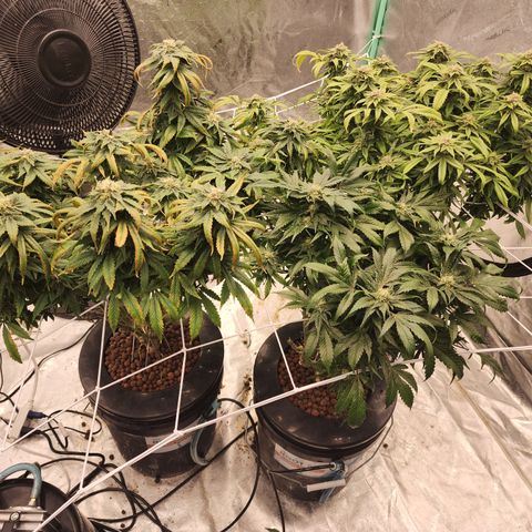 Grape Stomper Fems  growlog timeline photo