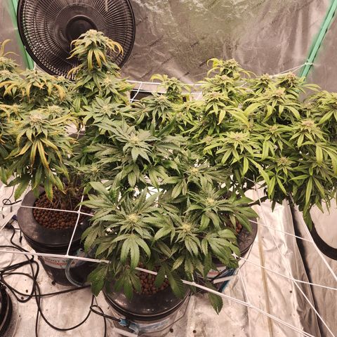 Grape Stomper Fems  growlog timeline photo