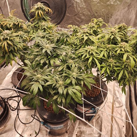 Grape Stomper Fems  growlog timeline photo