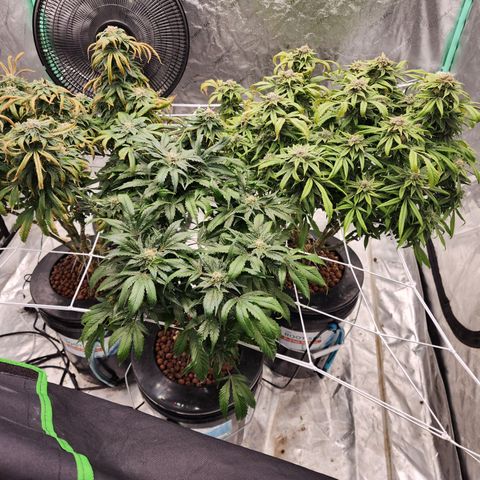 Grape Stomper Fems  growlog timeline photo