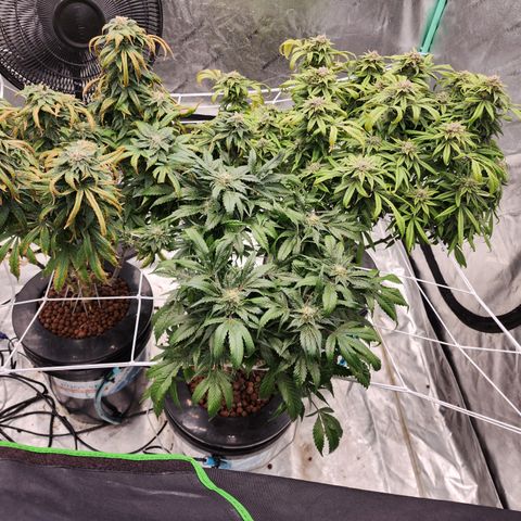 Grape Stomper Fems  growlog timeline photo