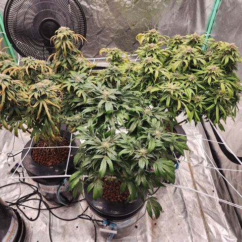 Grape Stomper Fems  growlog timeline photo