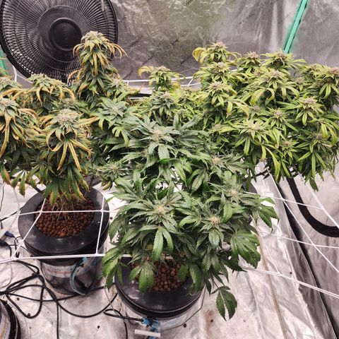 Grape Stomper Fems  growlog timeline photo