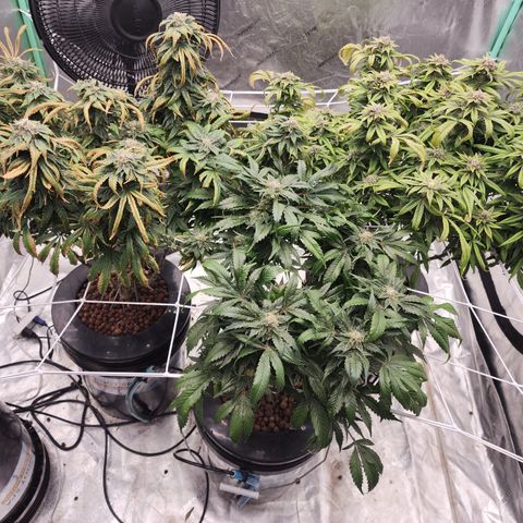 Grape Stomper Fems  growlog timeline photo