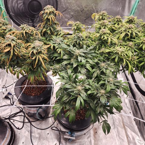 Grape Stomper Fems  growlog timeline photo