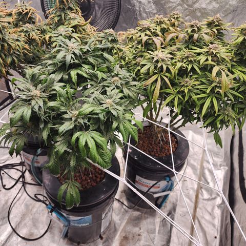 Grape Stomper Fems  growlog timeline photo