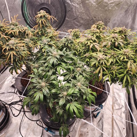Grape Stomper Fems  growlog timeline photo