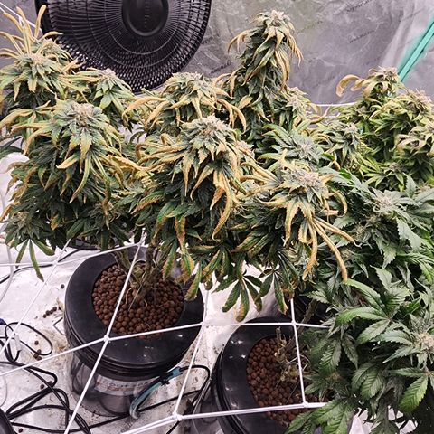 Grape Stomper Fems  growlog timeline photo