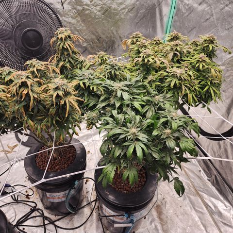 Grape Stomper Fems  growlog timeline photo