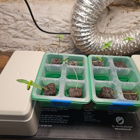 Bruce Banner fem growlog timeline photo